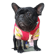 [LINEスタンプ] My QQ French Bulldog
