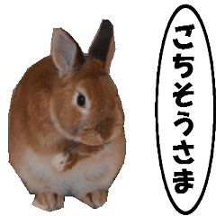 [LINEスタンプ] 動く、ウサギのココア-3