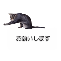 [LINEスタンプ] 猫のニコ