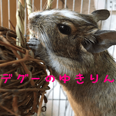 [LINEスタンプ] デグーのゆきりん