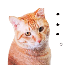 [LINEスタンプ] にゃにゃにゃスタンプ第1弾