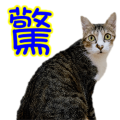 [LINEスタンプ] Cute cat routines and dailyの画像（メイン）