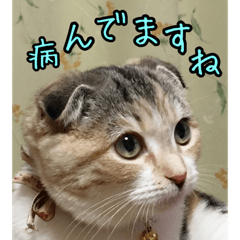 [LINEスタンプ] 三毛猫ももちゃん7 ちょっと大人な挨拶編