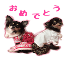 [LINEスタンプ] ちょこたスタンプ
