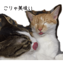 [LINEスタンプ] 兄弟猫スタンプ