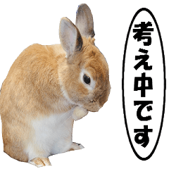 [LINEスタンプ] 動く、ウサギのココア-4