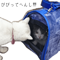 [LINEスタンプ] 猫のJ君