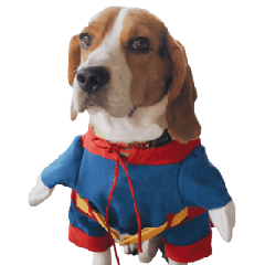 [LINEスタンプ] Beagle Dog Cooper