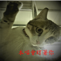 [LINEスタンプ] stupid dog＆cat