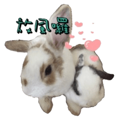 [LINEスタンプ] Two Rabbits' Life