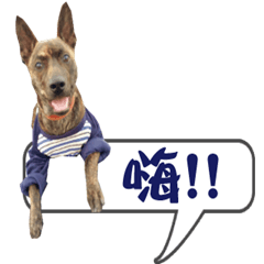 [LINEスタンプ] Longyeh Taiwan Dogs' House 2