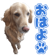 [LINEスタンプ] RU様の愛犬のスタンプ