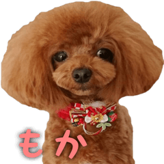 [LINEスタンプ] トイプードル もかちゃん vol.1