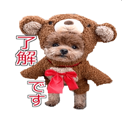 [LINEスタンプ] トイプードル ティル 写真ver.1