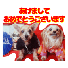 [LINEスタンプ] ヨークシャテリア(ショコラ＆ムース)