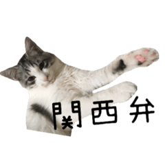 [LINEスタンプ] 癒し猫**実写**関西弁Ver