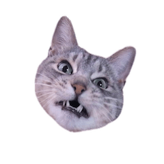[LINEスタンプ] 表情豊かな猫の写真スタンプ
