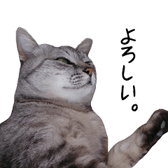 [LINEスタンプ] ネコのシマちゃん
