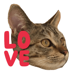 [LINEスタンプ] リアルなねこちゃん