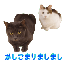 ねこスタッフ 丁寧語編