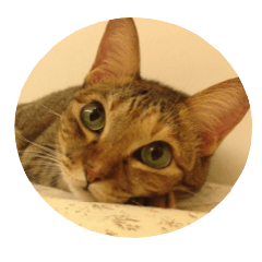 [LINEスタンプ] momo my cute cat