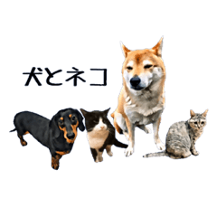 [LINEスタンプ] 犬とネコ