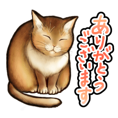 [LINEスタンプ] 猫と会話するスタンプ