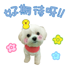 [LINEスタンプ] Geely puppy's daily