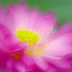 [LINEスタンプ] The beautiful flowers