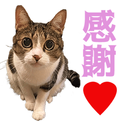 [LINEスタンプ] TO様の猫ちゃんのスタンプvol.3