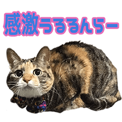 [LINEスタンプ] TO様の猫ちゃんスタンプ vol.2