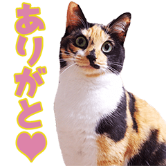 [LINEスタンプ] TO様の猫ちゃんスタンプ vol.1