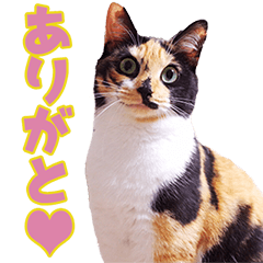 [LINEスタンプ] TO様の猫ちゃんスタンプ vol.1の画像（メイン）