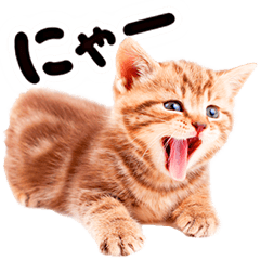 [LINEスタンプ] 猫写真スタンプ7 ★反応の画像（メイン）