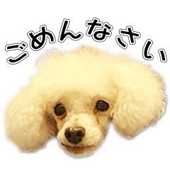 [LINEスタンプ] BLOISのスタンプ