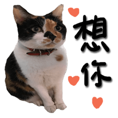 [LINEスタンプ] The cats of the daily life - the first