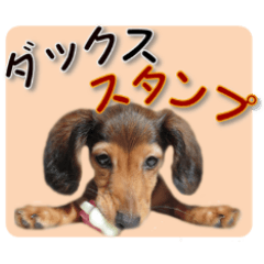 [LINEスタンプ] ダックスタンプ