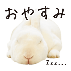 [LINEスタンプ] 白うさぎのやとっしー 日常編