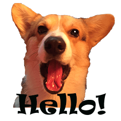 [LINEスタンプ] Corgi - Whisky