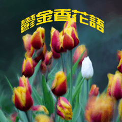 [LINEスタンプ] Tulip flower language