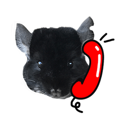 [LINEスタンプ] Wairaii The Chinchilla