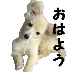 [LINEスタンプ] 超かわいい犬のスタンプ