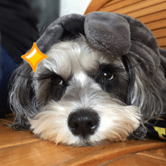 [LINEスタンプ] My Schnauzer II