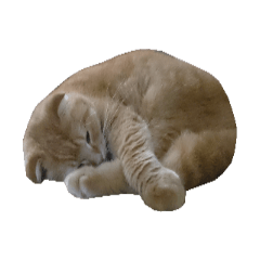 [LINEスタンプ] The Fold Cat