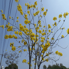 [LINEスタンプ] Lagerstroemia indica