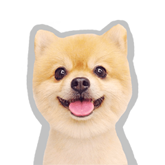 [LINEスタンプ] Bon Bon the Pom Pom