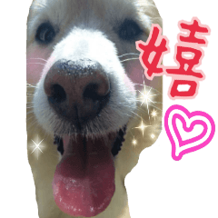 [LINEスタンプ] 犬雑種 実写スタンプ