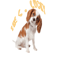 [LINEスタンプ] I am LUCKY
