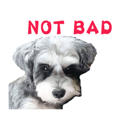 [LINEスタンプ] My Schnauzer IV