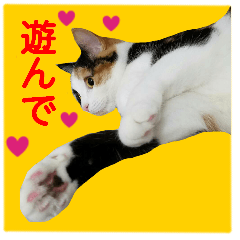【ねこ】猫まみれ写真スタンプ ラムちゃん